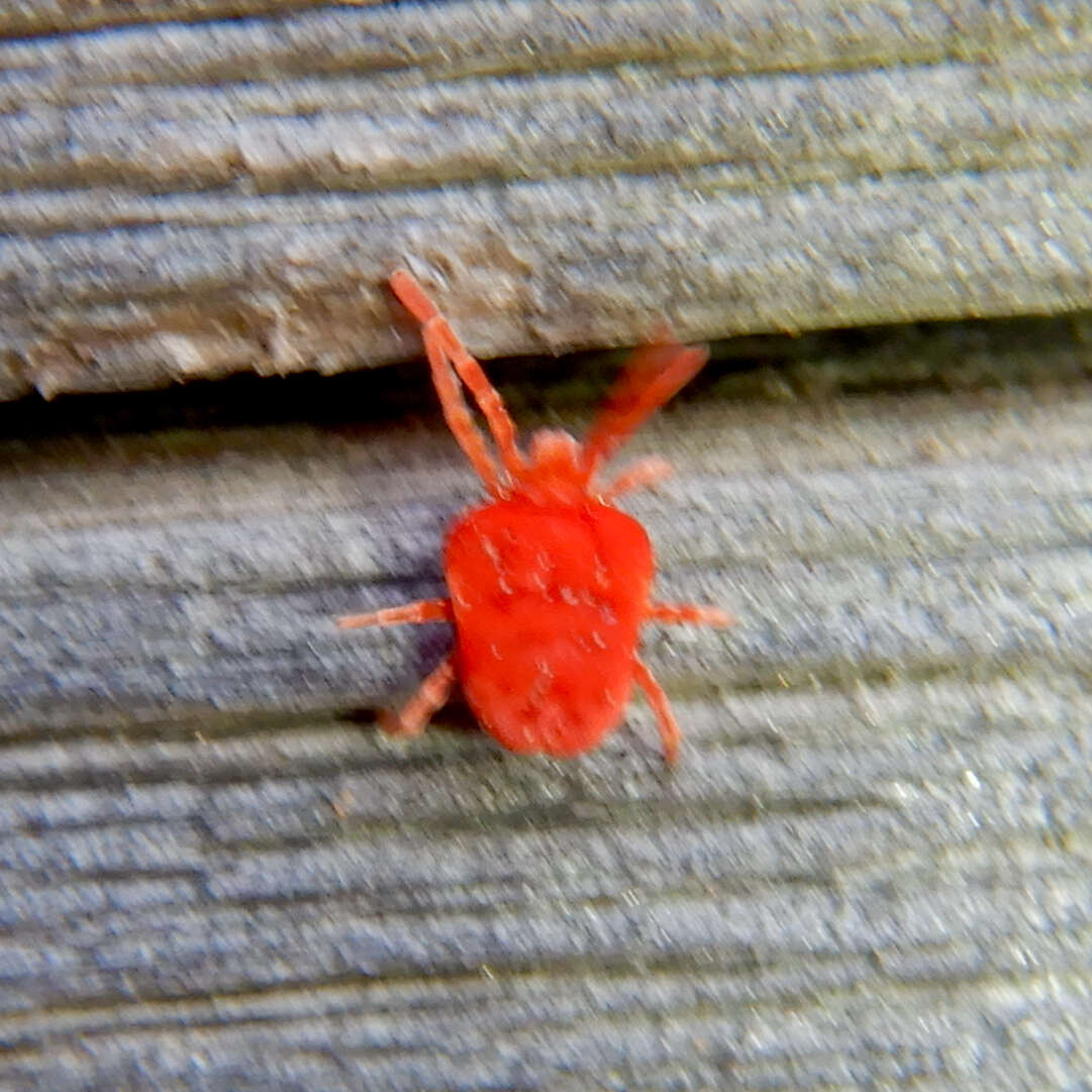 Image of Trombidium holosericeum