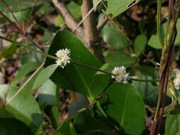 Image of sessile joyweed