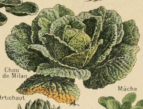 Image of Savoy cabbage