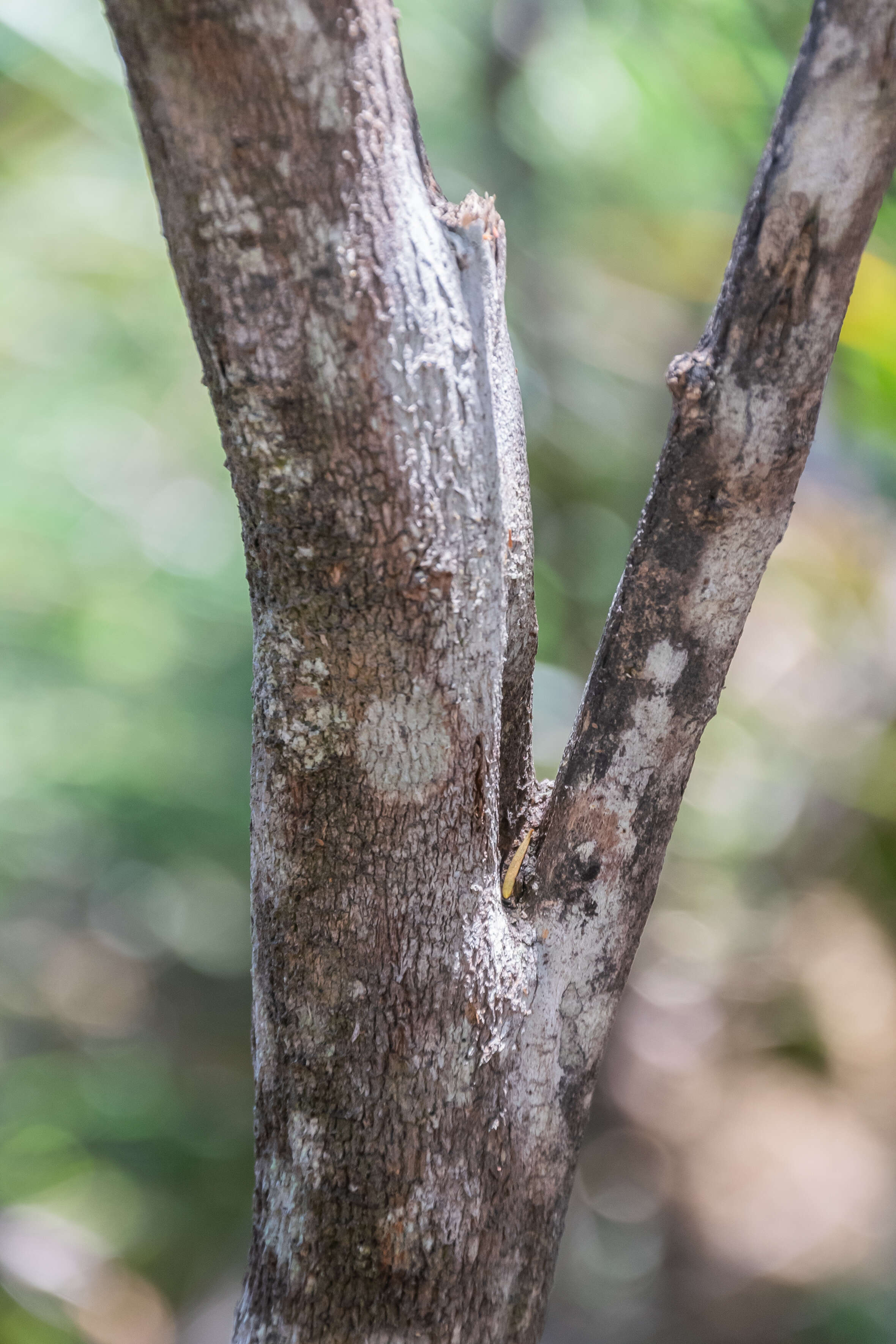 Image of Leucopogon fasciculatus