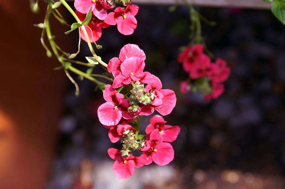 Image of Diascia