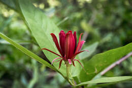 Image of western sweetshrub