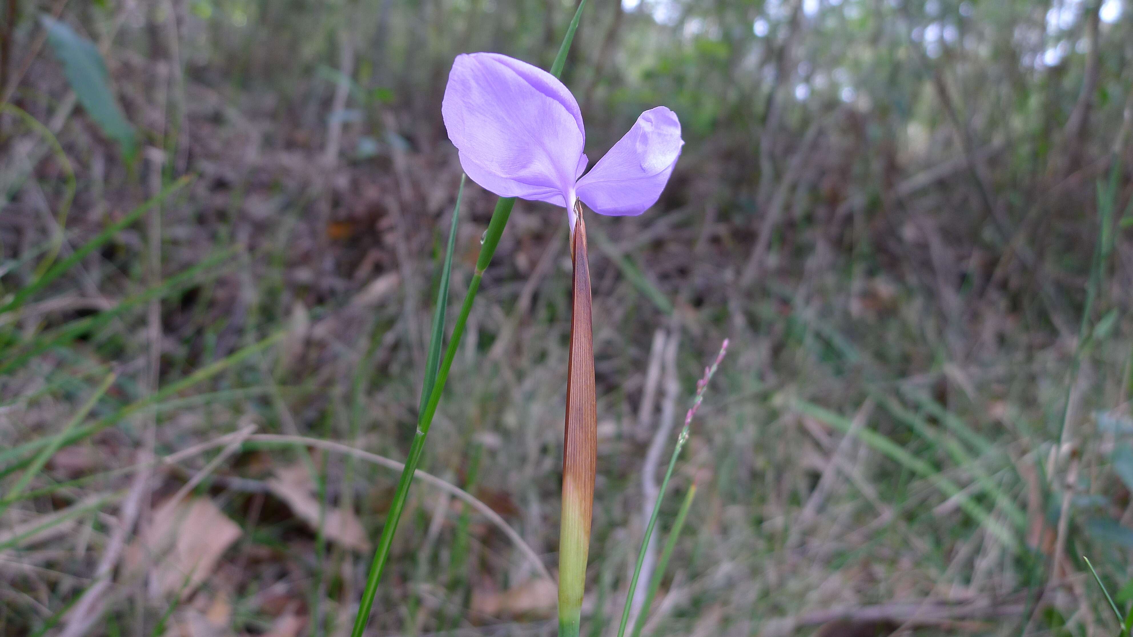 Image of Patersonia glabrata R. Br.