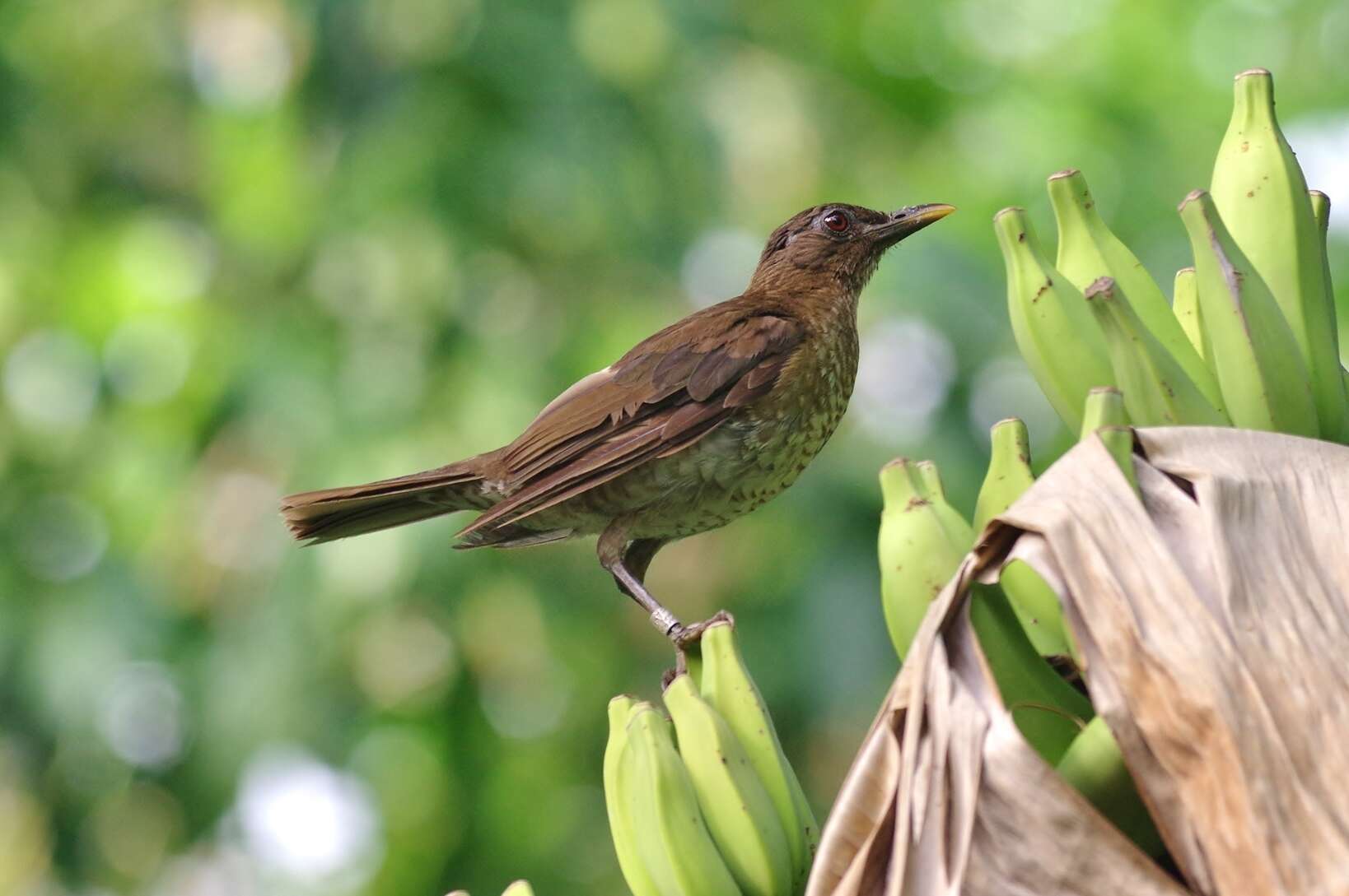 Image of Olivaceous Thrush