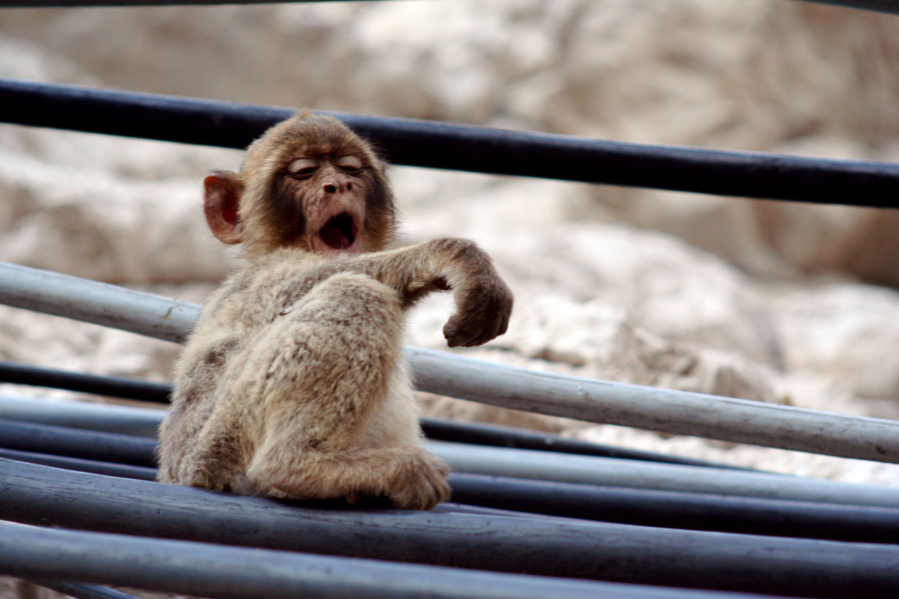 Image of Barbary Ape