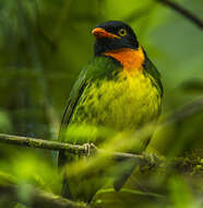 Image of Orange-breasted Fruiteater