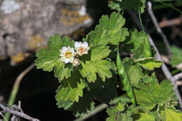 Plancia ëd Physocarpus alternans (M. E. Jones) J. T. Howell