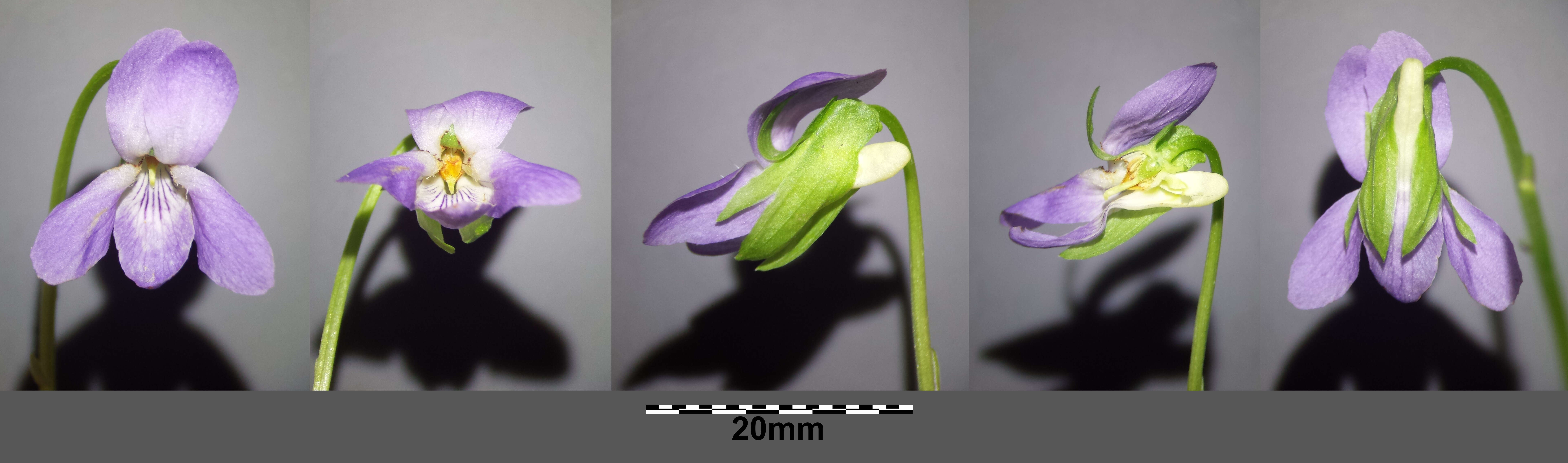 Слика од Viola mirabilis L.