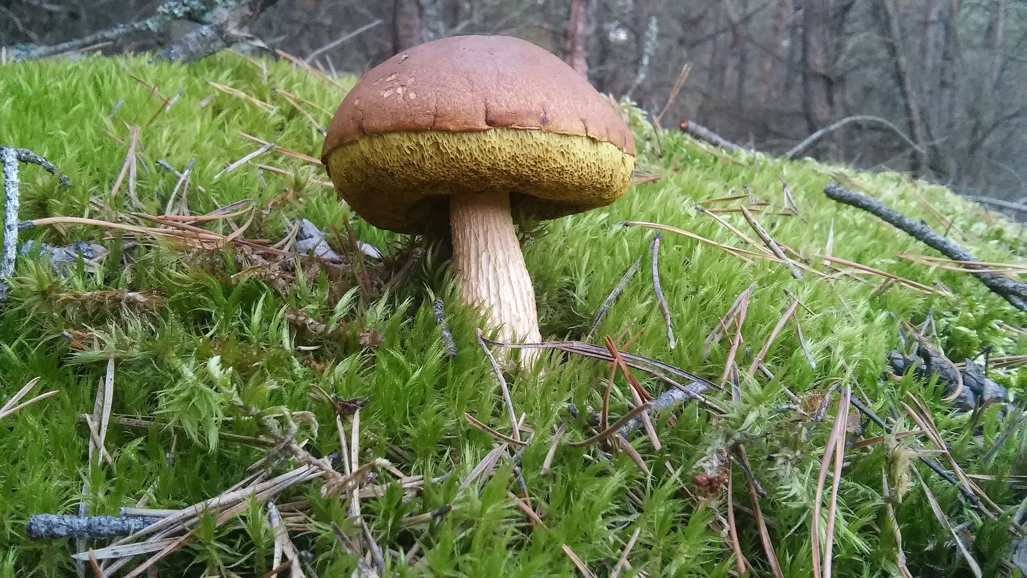 Слика од Aureoboletus projectellus (Murrill) Halling 2015