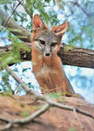 Image of Grey Foxes