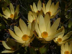 صورة Leucadendron gandogeri Schinz ex Gand.