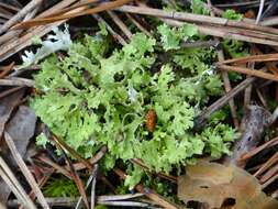 Image of Cladonia foliacea (Huds.) Willd.