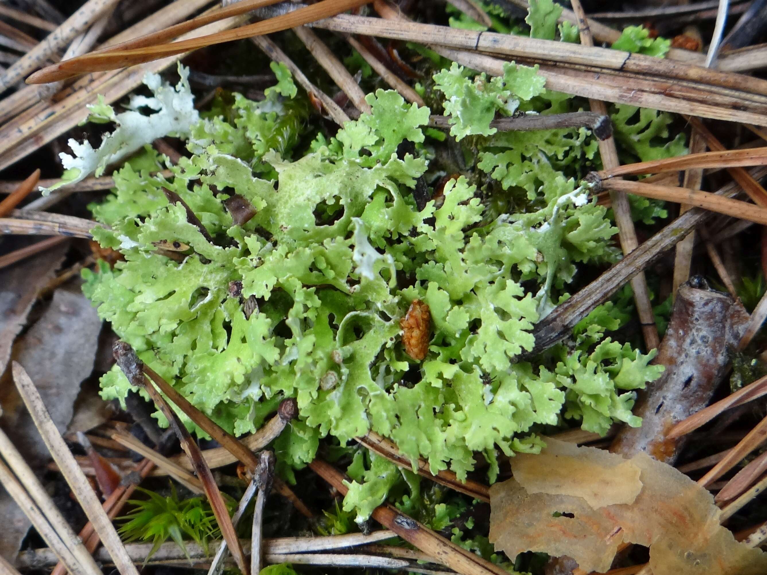 Image of Cladonia foliacea (Huds.) Willd.