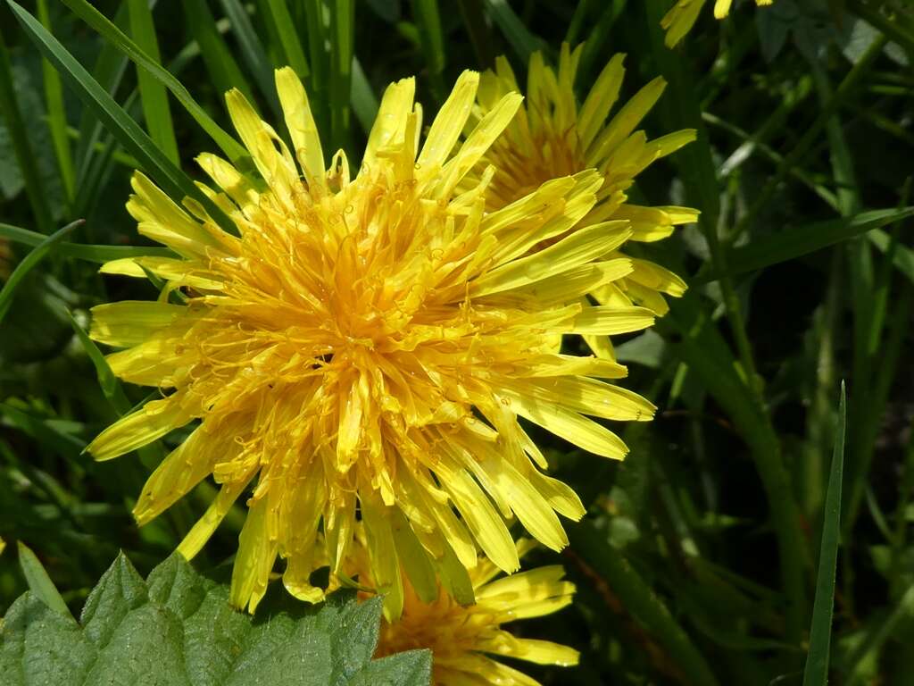 Image of Common Dandelion