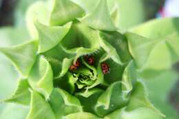 Image of Six-spotted Zigzag Ladybird