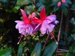 Image of Fuchsia