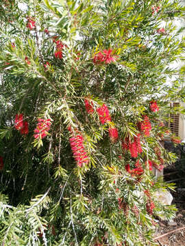 Image of lesser bottlebrush