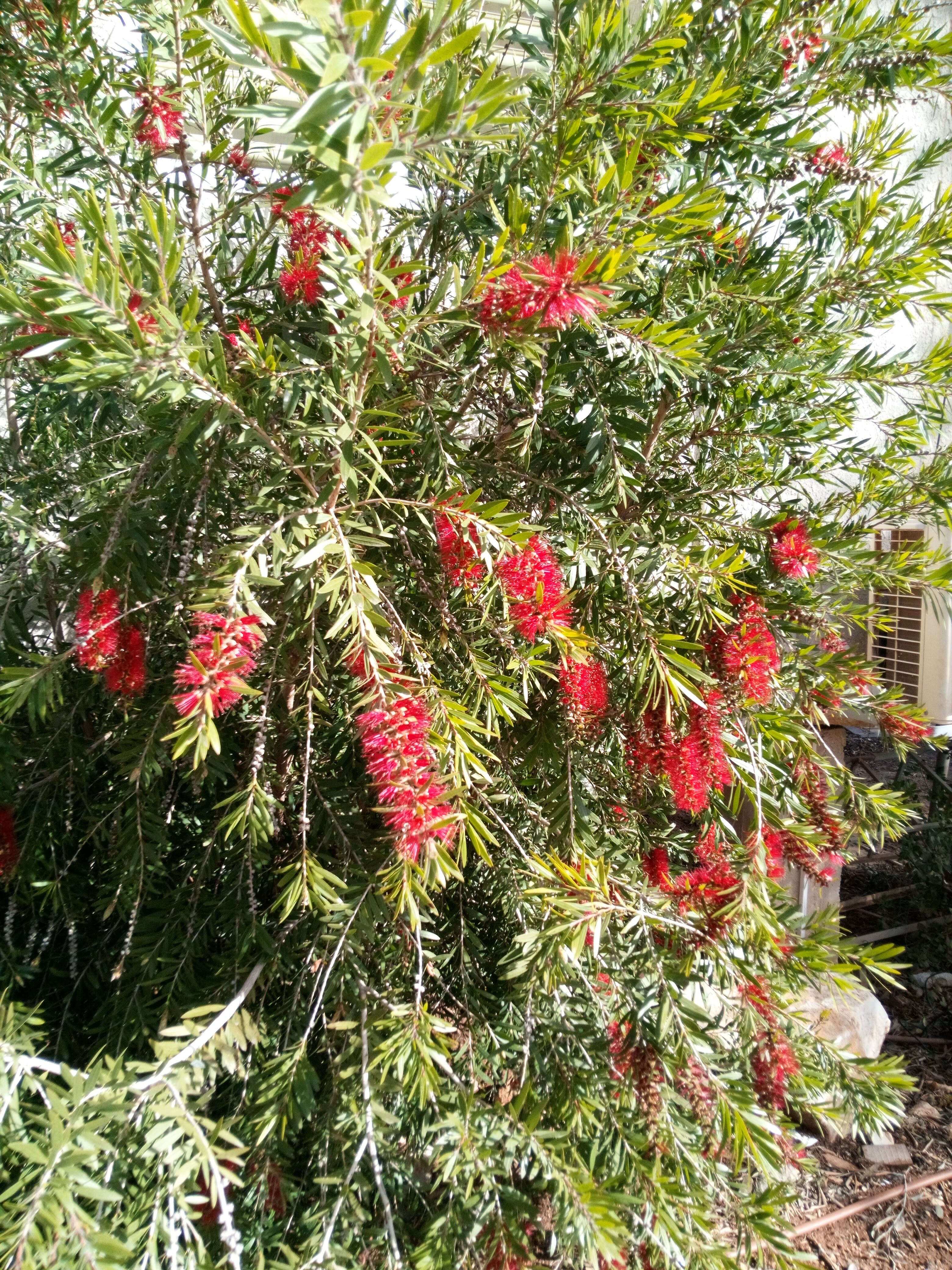 صورة Callistemon phoeniceus Lindl.