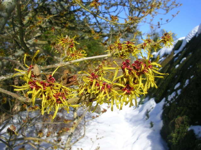 Imagem de Hamamelis mollis Oliv.