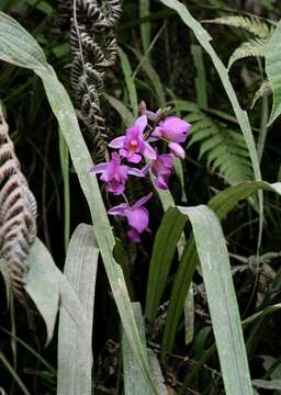 Image of Bletia catenulata Ruiz & Pav.