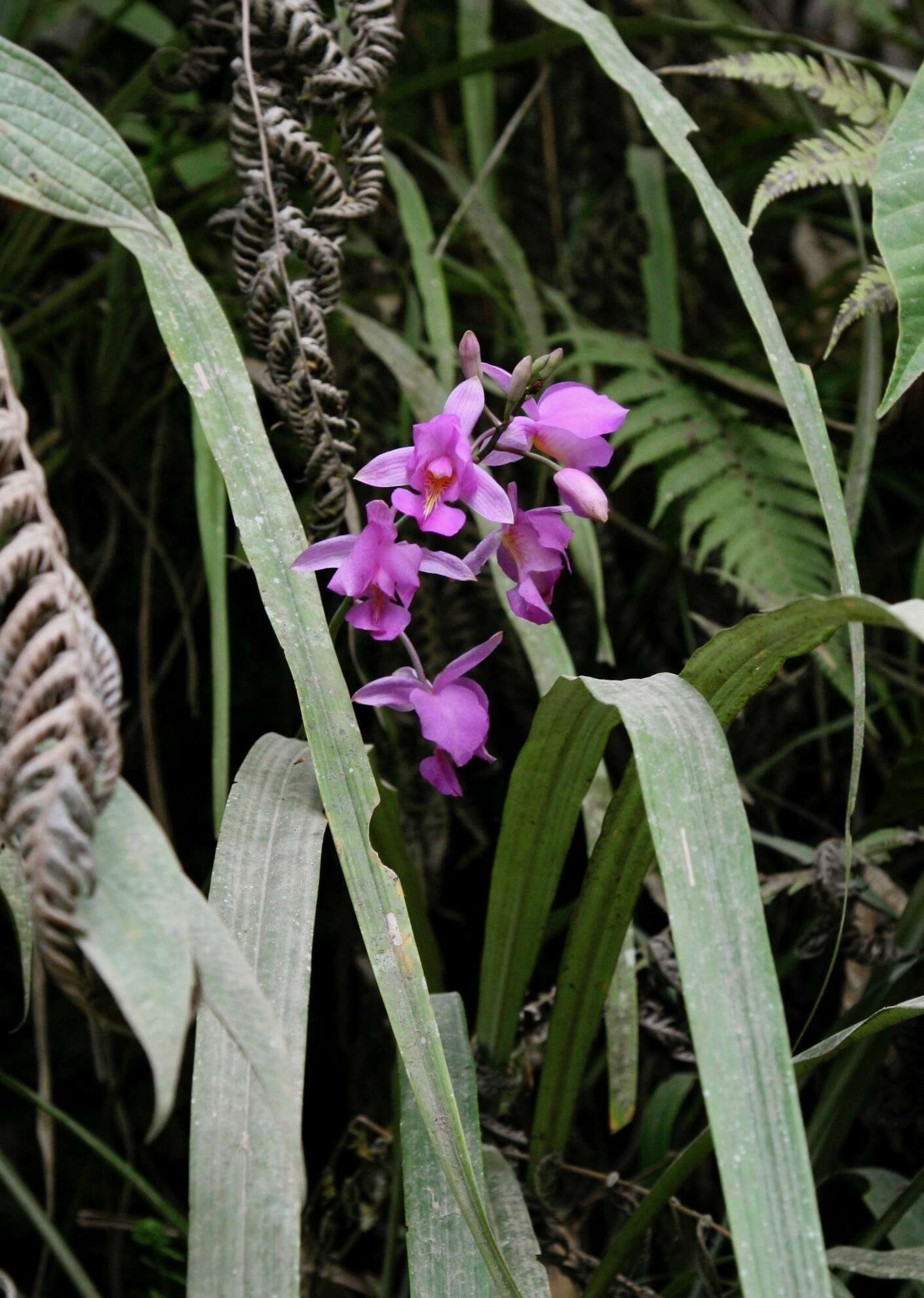 Bletia catenulata Ruiz & Pav. resmi