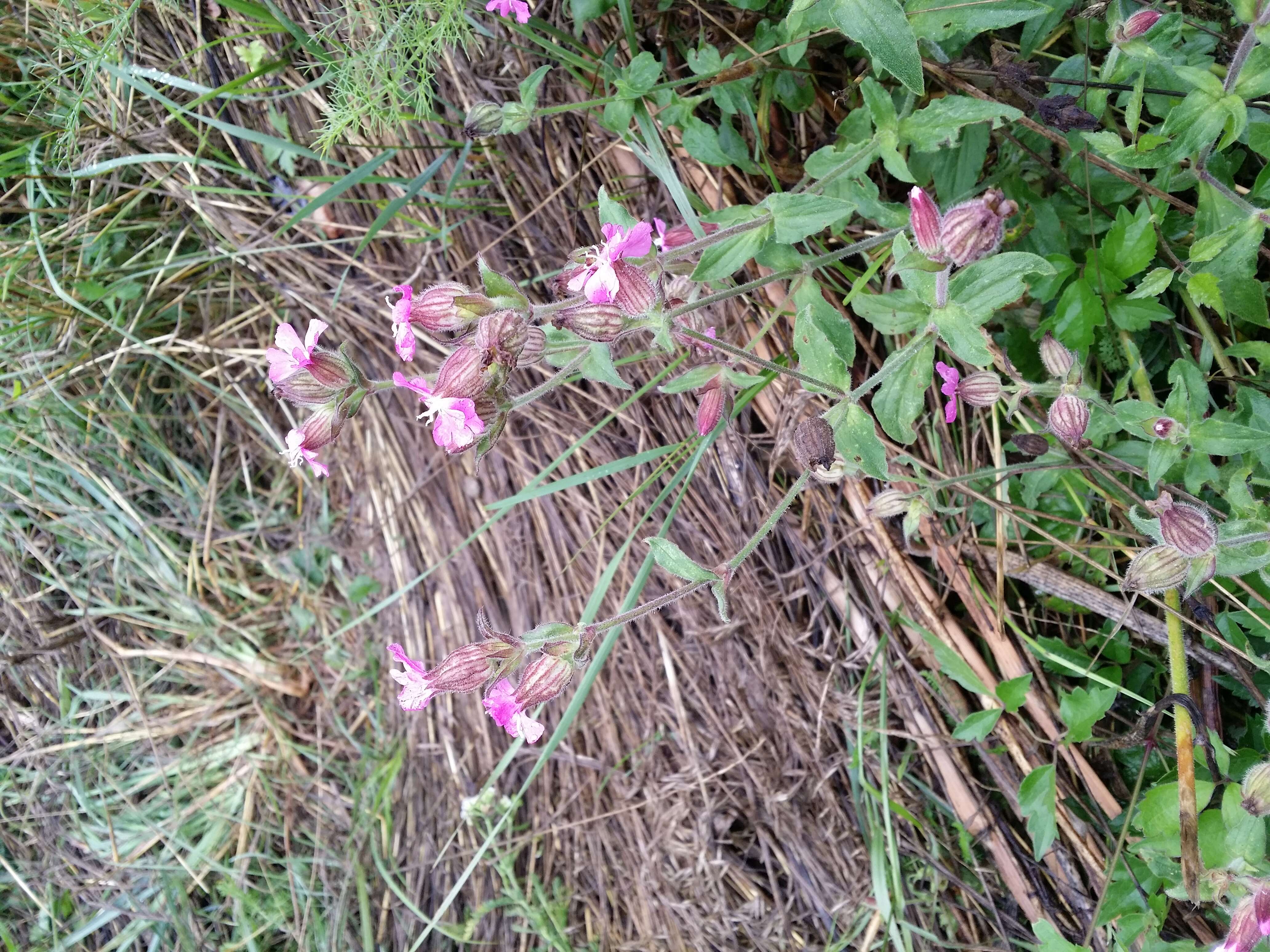 صورة Silene dioica (L.) Clairv.