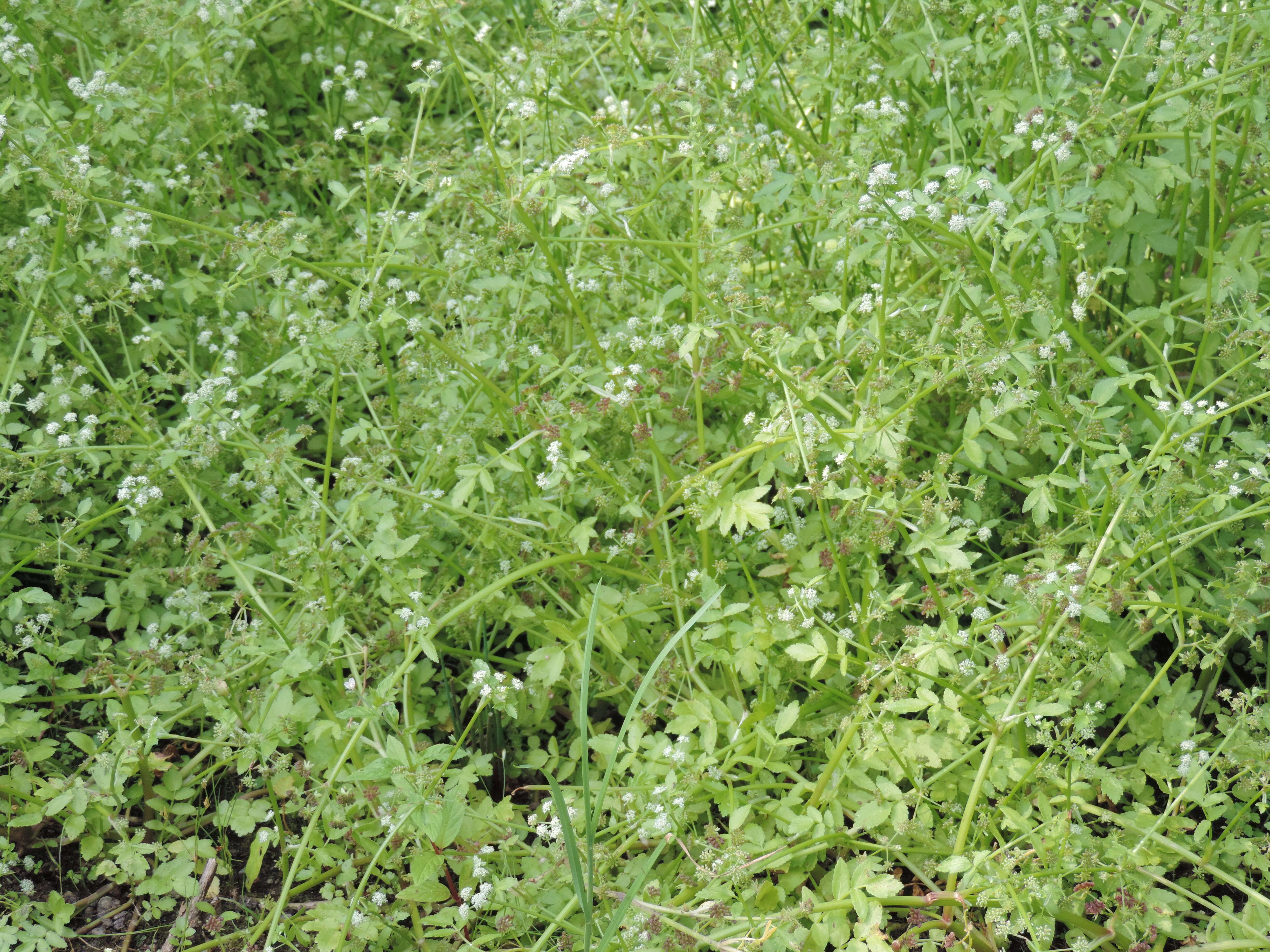 Imagem de Helosciadium nodiflorum (L.) Koch