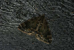 Image of common marbled carpet