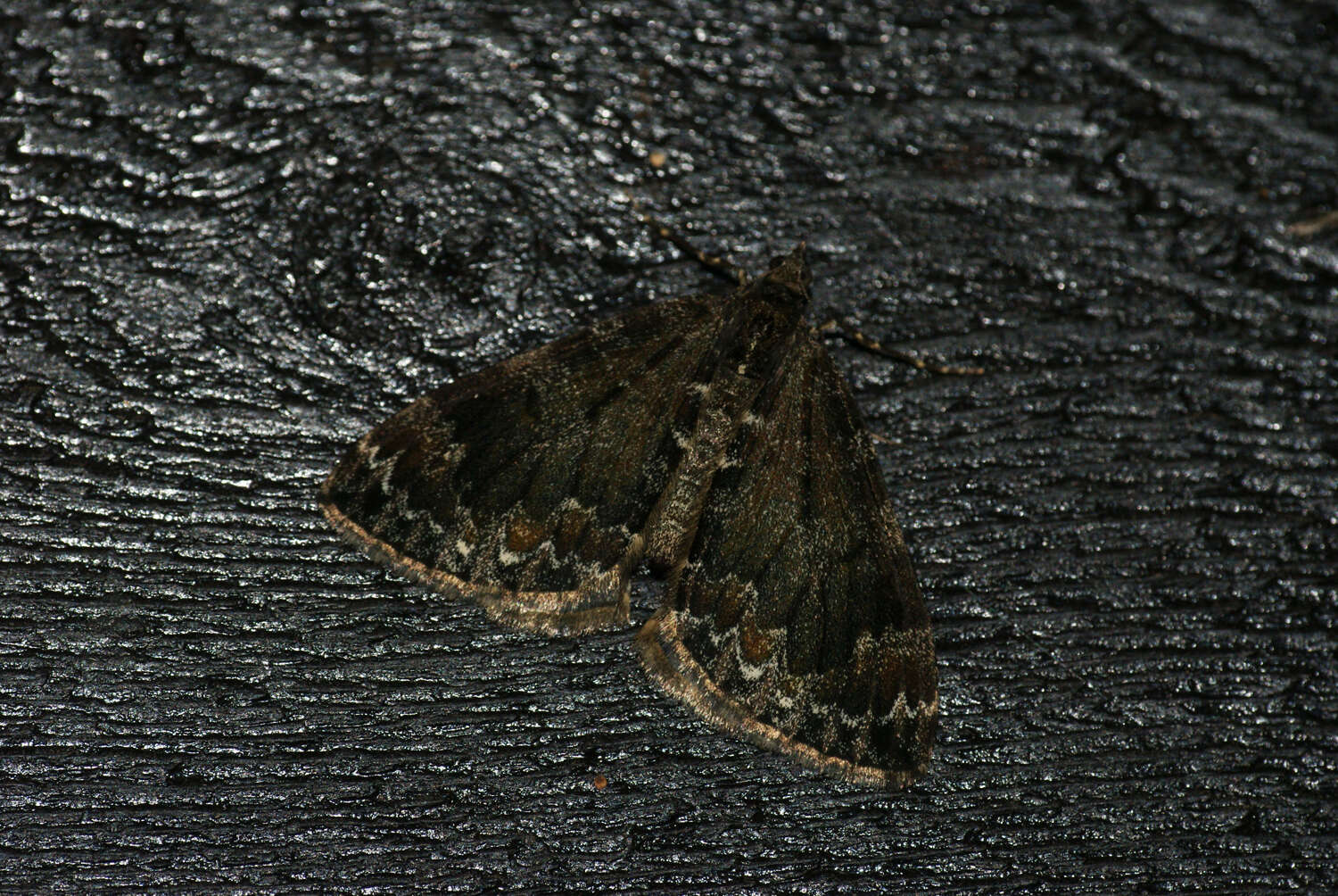 Image of common marbled carpet