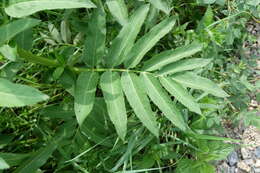 Imagem de Sambucus ebulus L.