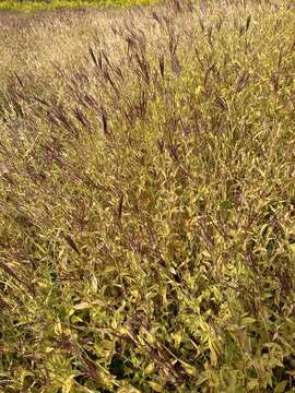 Image of small carpgrass