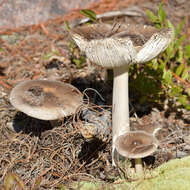 Image of Amanita vaginata (Bull.) Lam. 1783