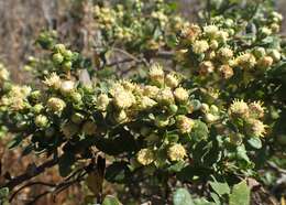 Image of Chaparral Broom