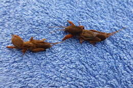 Image of mole crickets