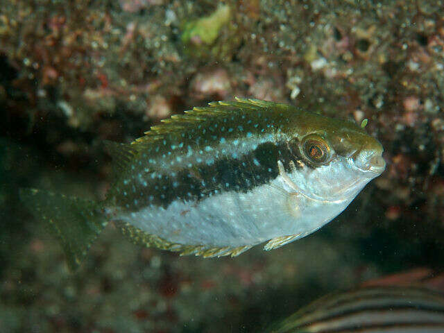 Image of Dusky rabbitfish