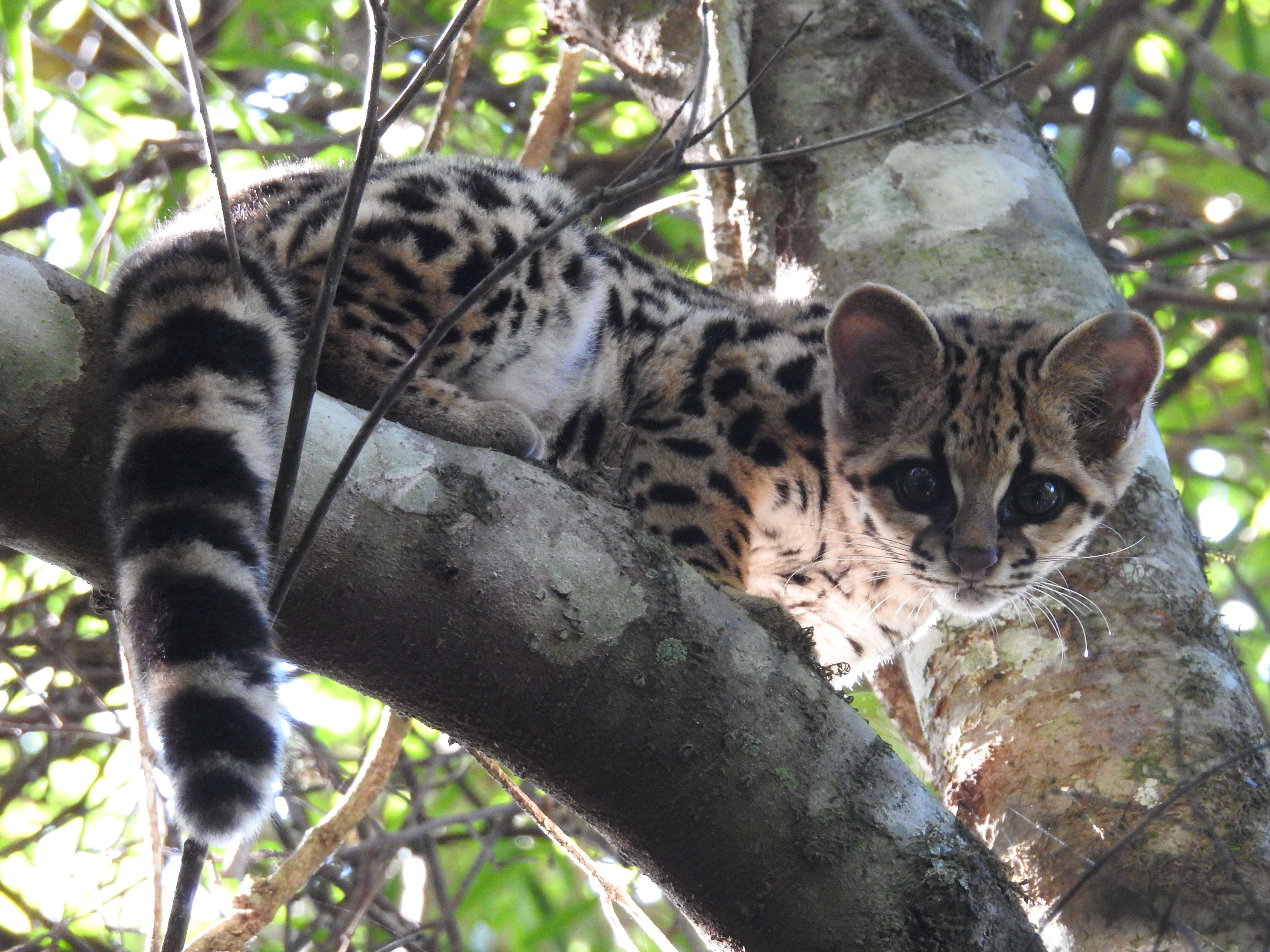 Image of Margay