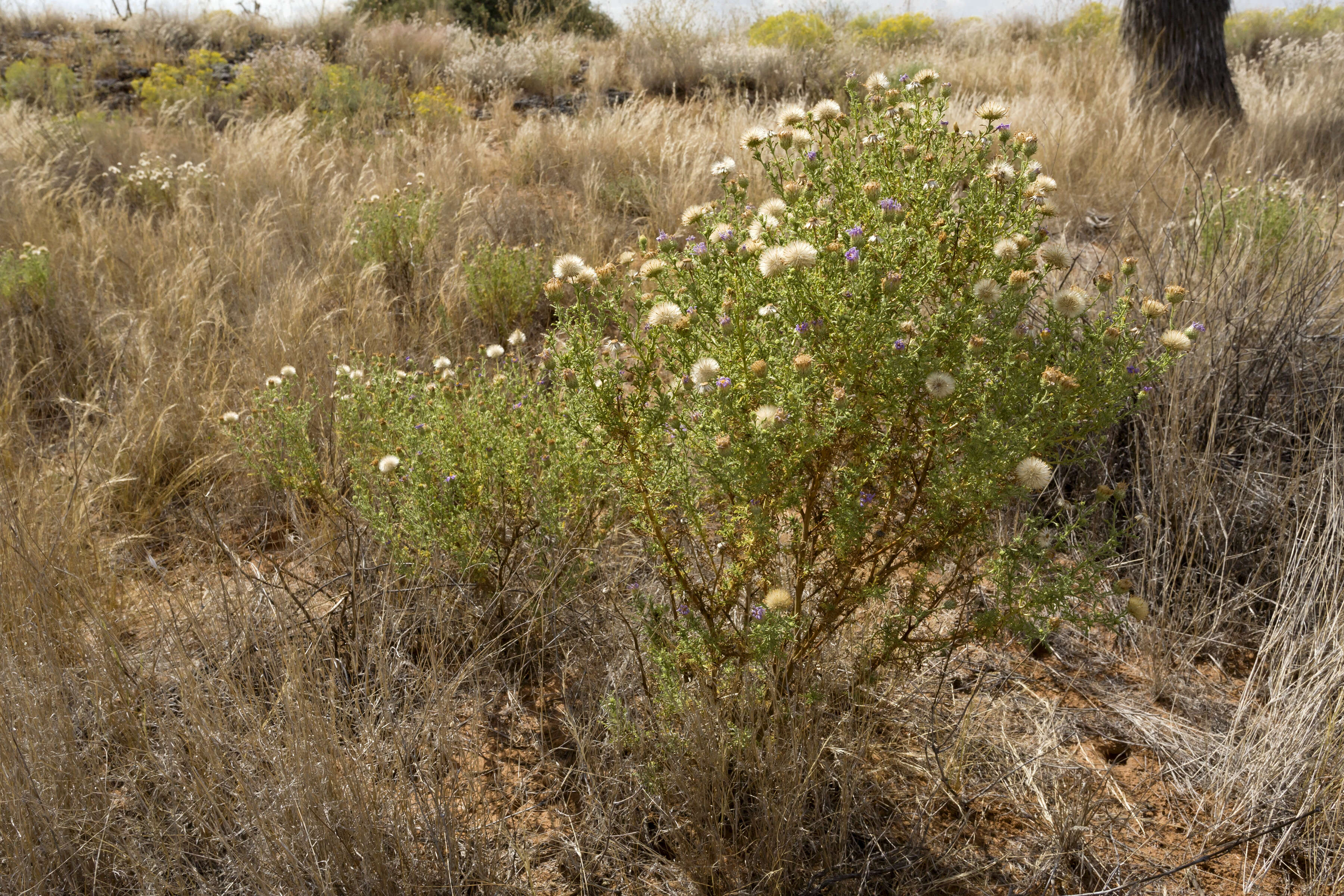 Machaeranthera tanacetifolia (Kunth) Nees resmi