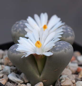 Image of Lithops marmorata (N. E. Br.) N. E. Br.