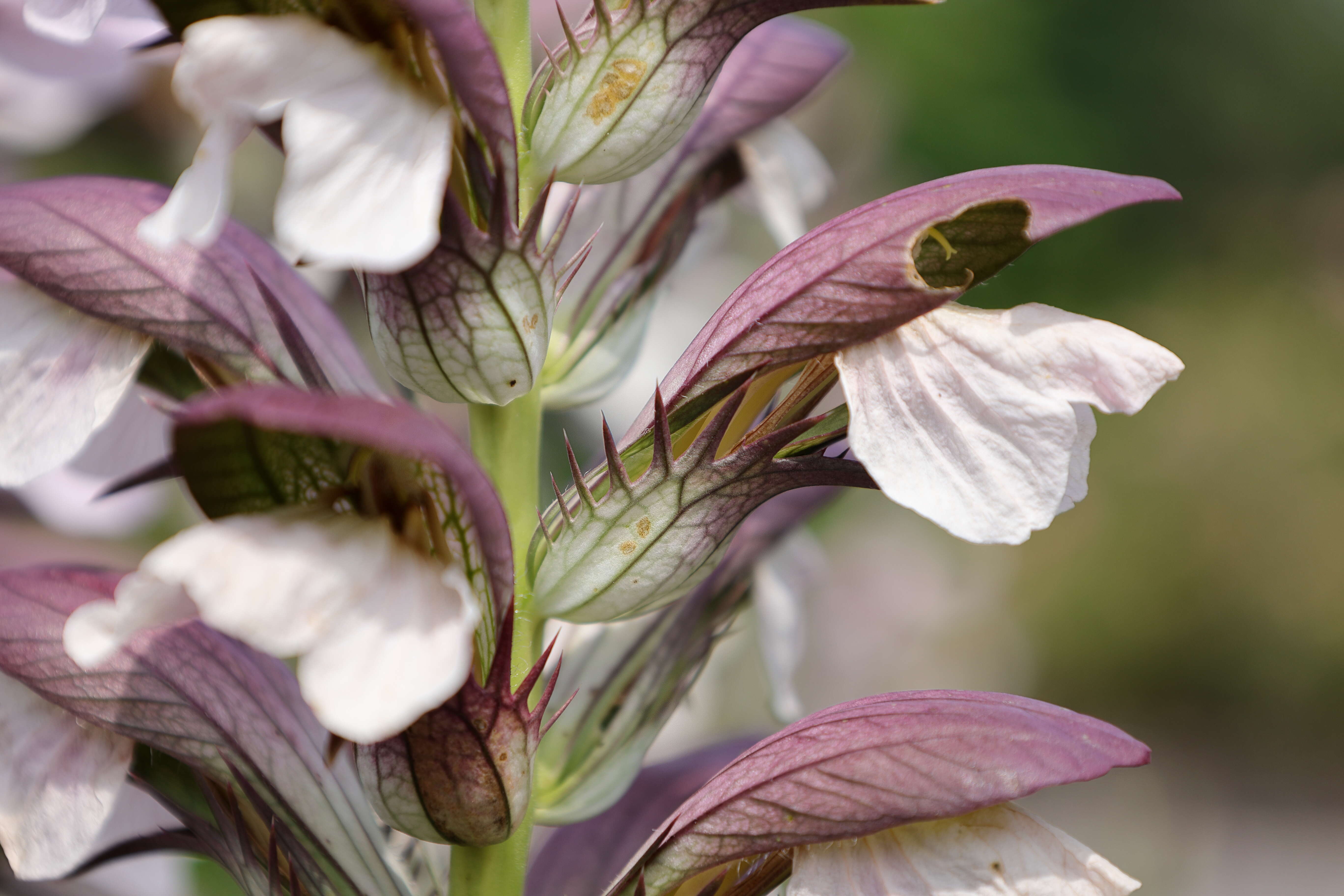 Image of Acanthus hungaricus (Borbás) Baenitz