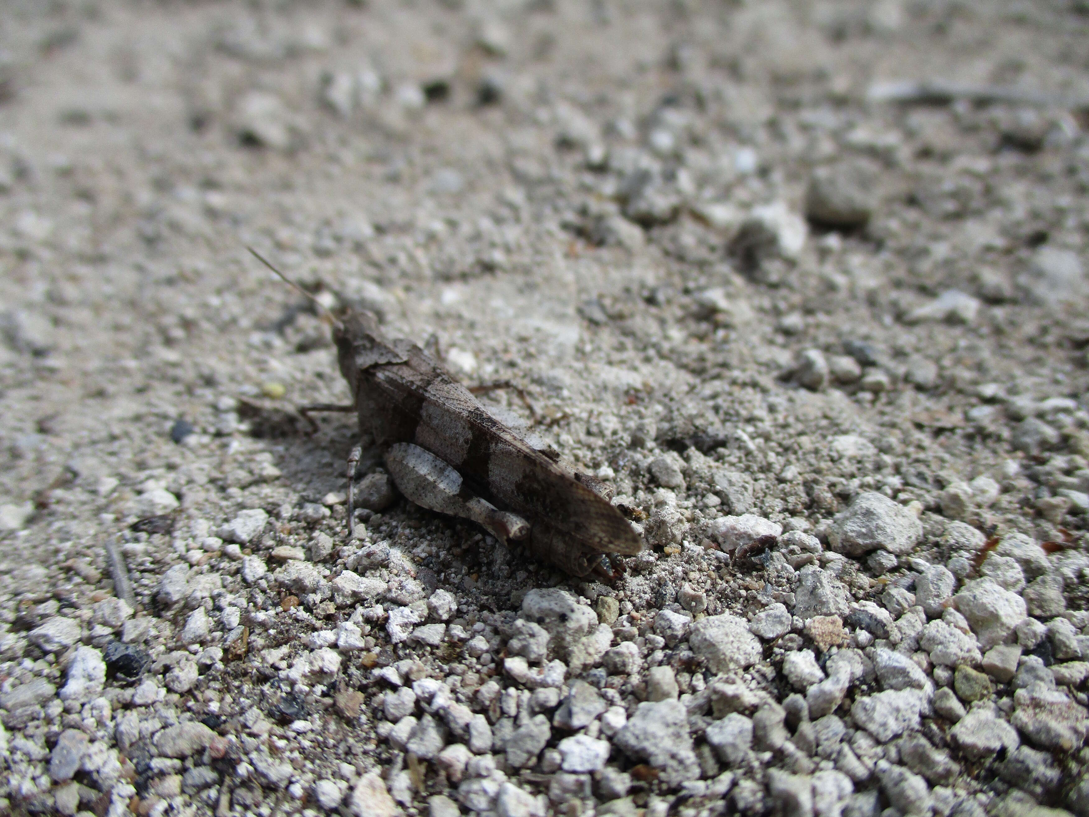 Image of blue-winged grasshopper