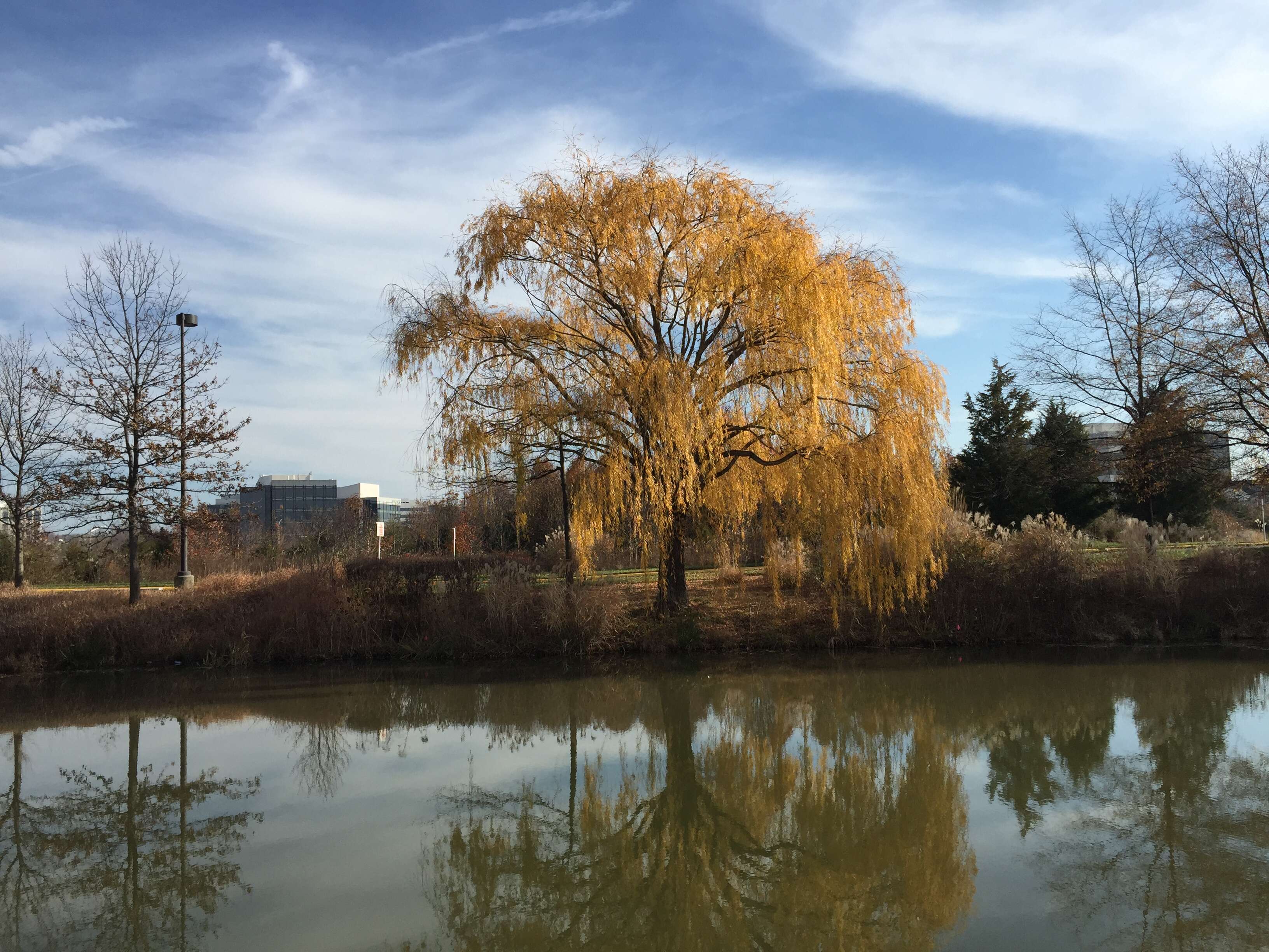 Image of Peking Willow