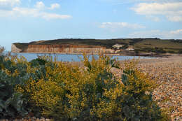 Image of sea kale