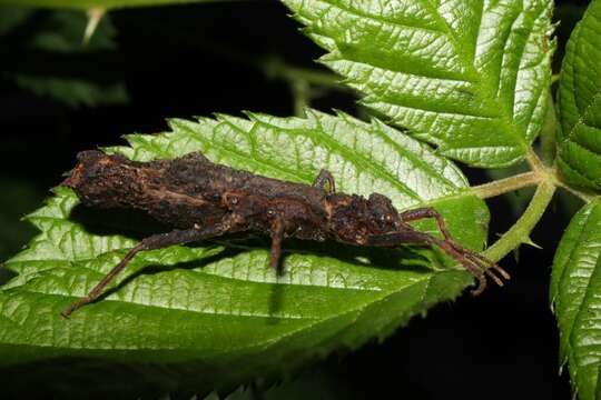 Image of Dares murudensis Bragg 1998