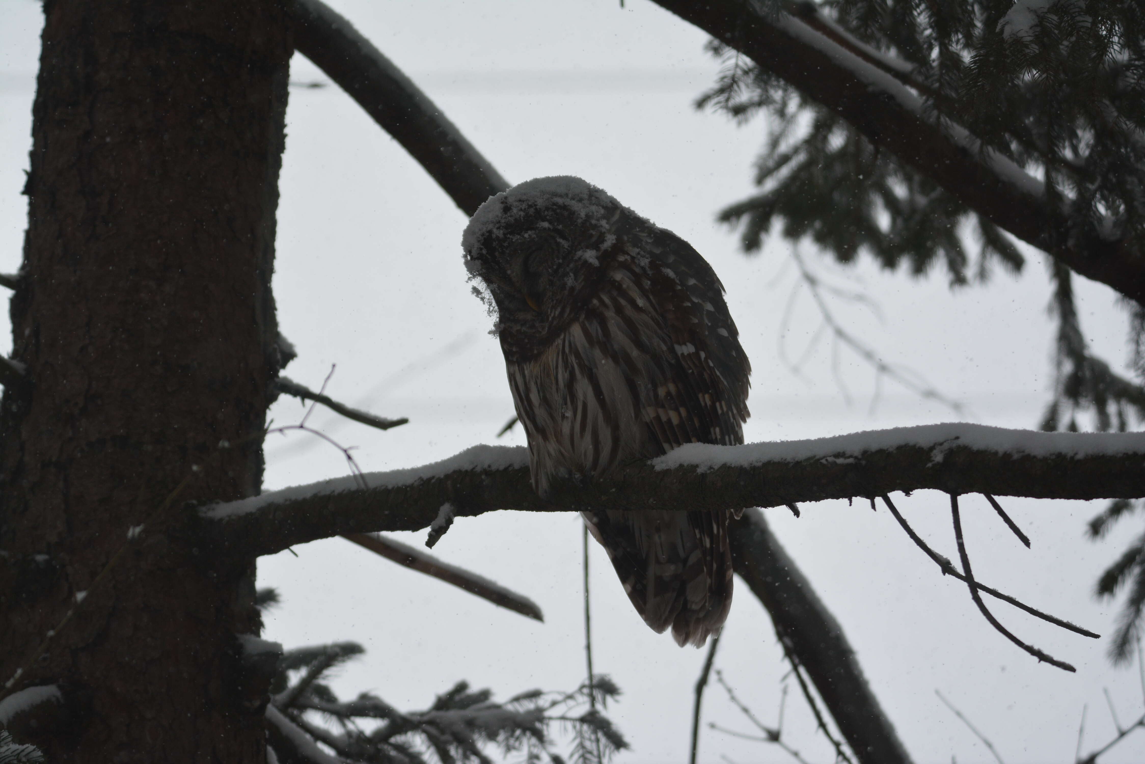 Image of Barred Owl