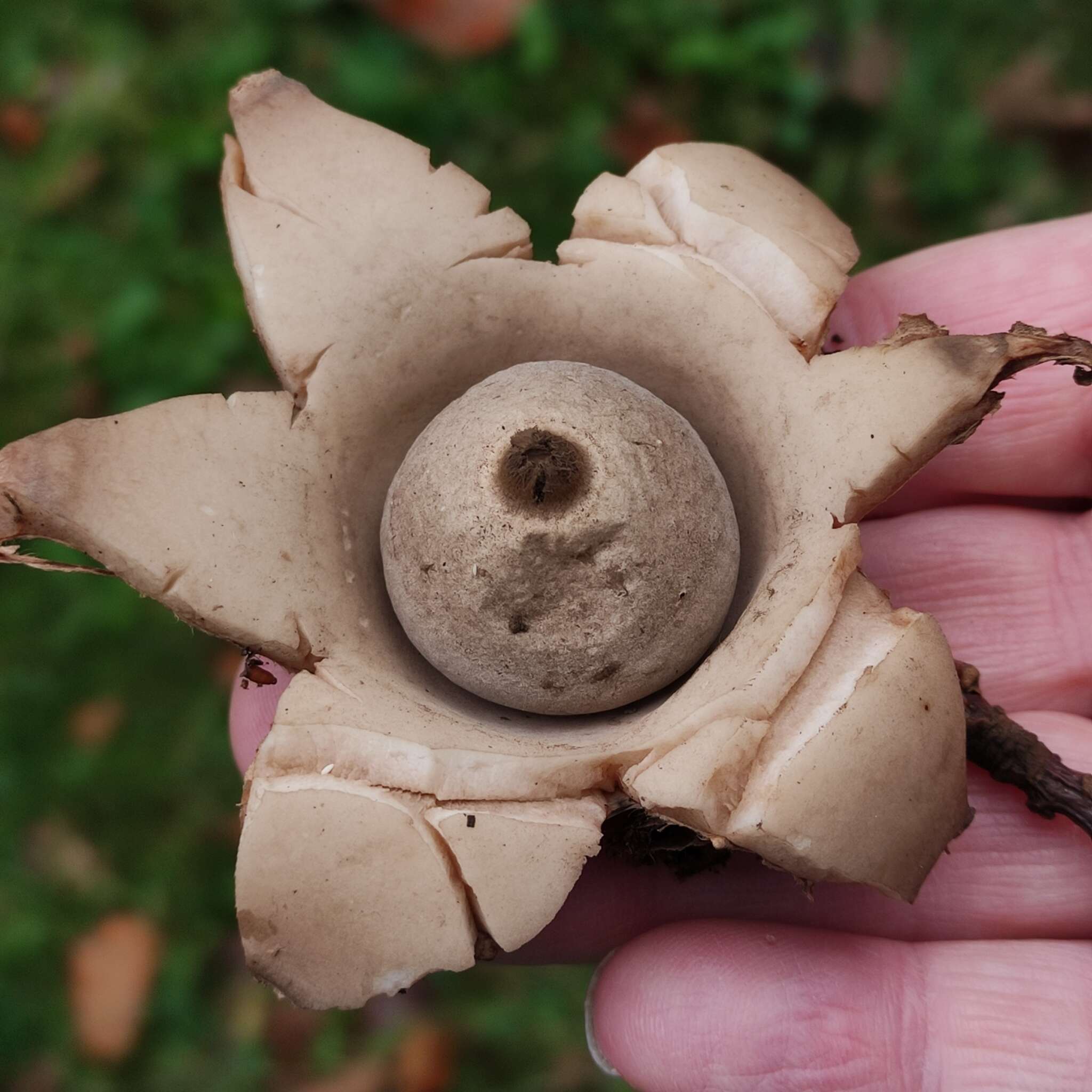 Image of Collared Earthstar