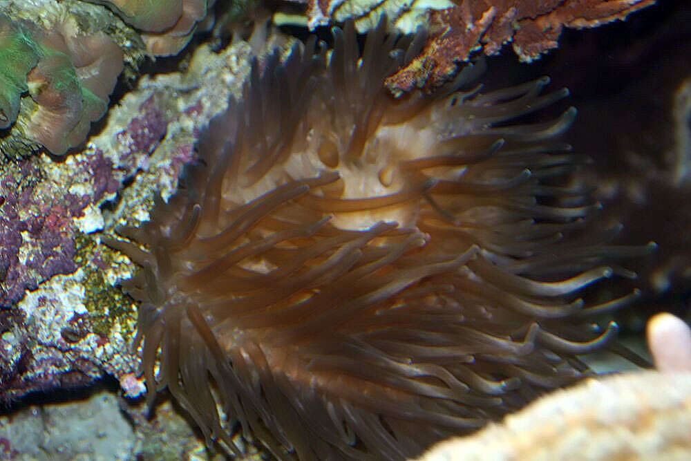 Image of Giant anemone