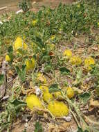 Image of Hedgehog cucumber