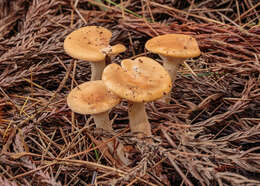 Слика од Clitocybe gibba (Pers.) P. Kumm. 1871