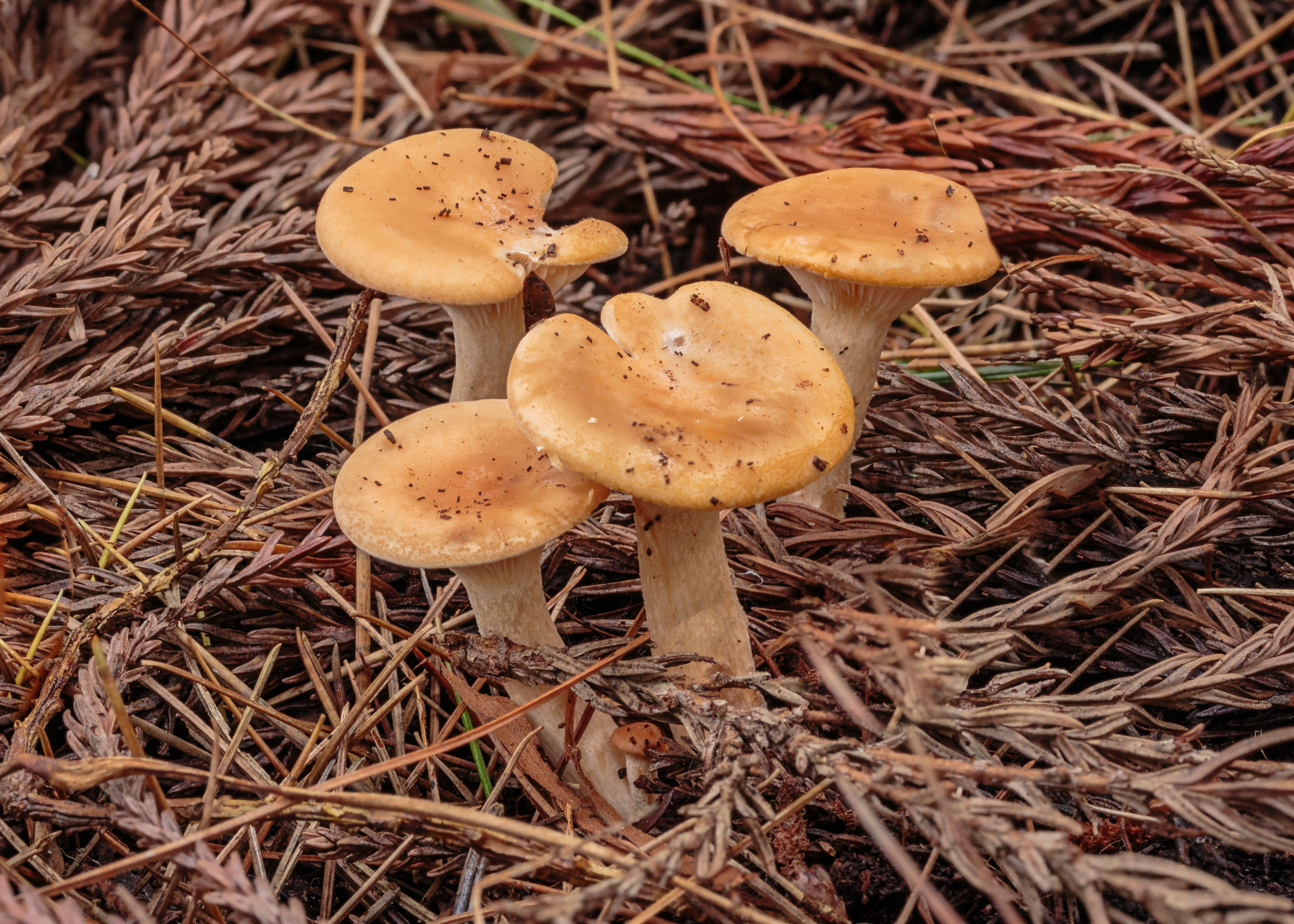 Слика од Clitocybe gibba (Pers.) P. Kumm. 1871