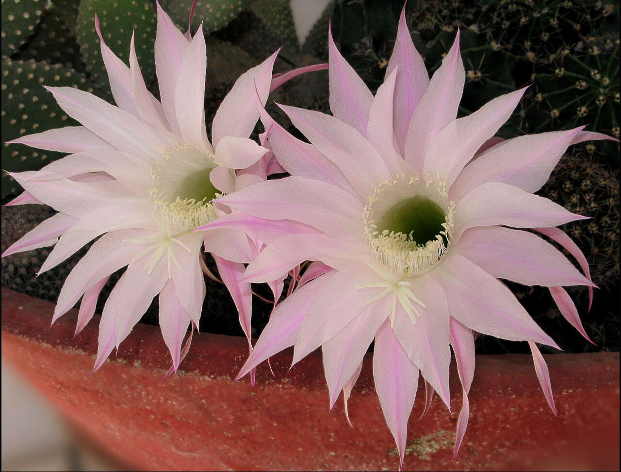 Echinopsis tubiflora resmi